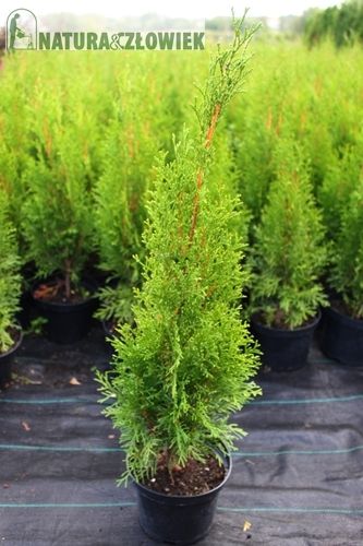 Thuja SMARAGD Aureospicata BRABANT, 60-140cm PRODUCENT Śląsk szmaragd