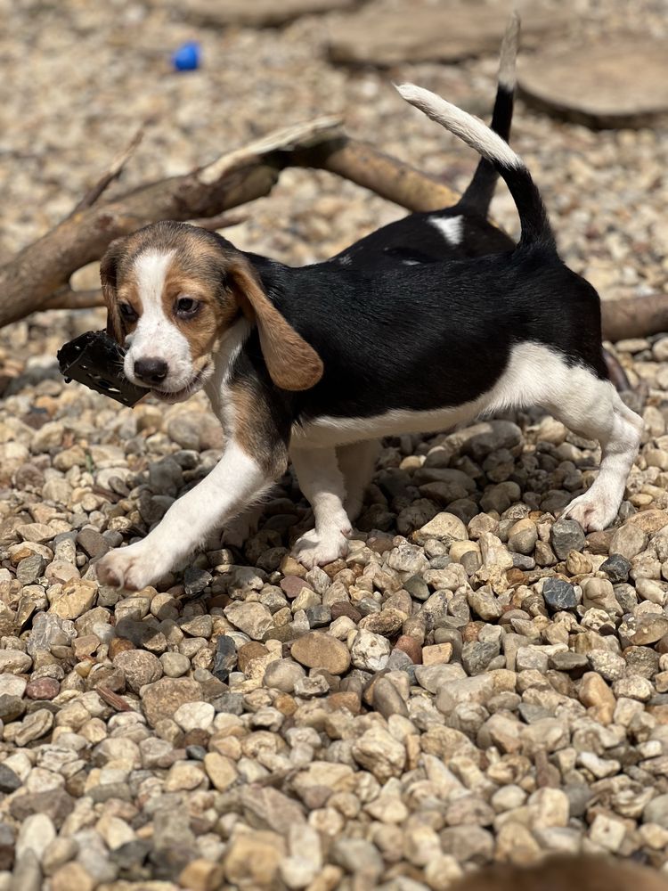 Beagle dziewczynka gotowa do odbioru.