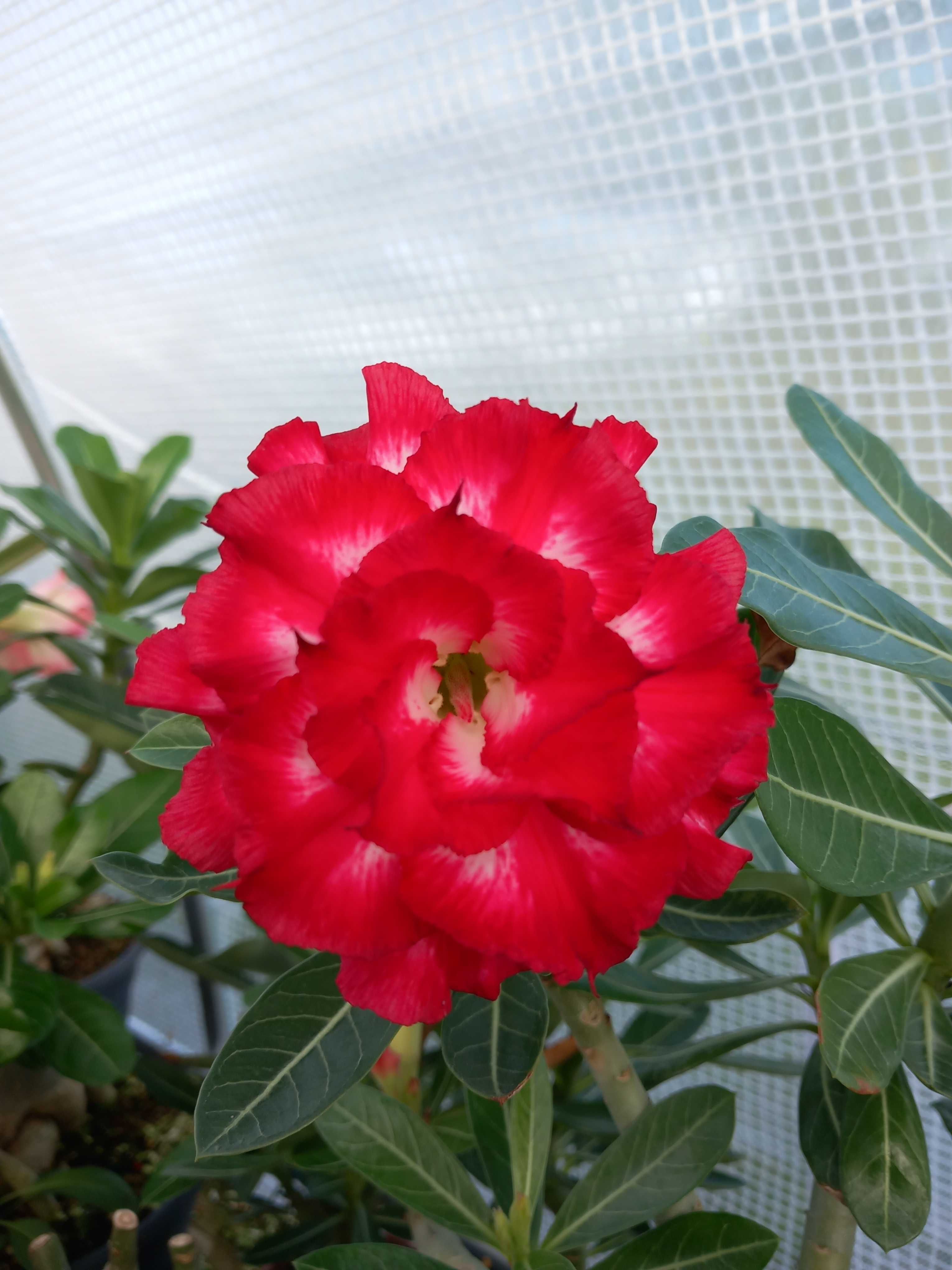 Rosa do Deserto adenium obesum