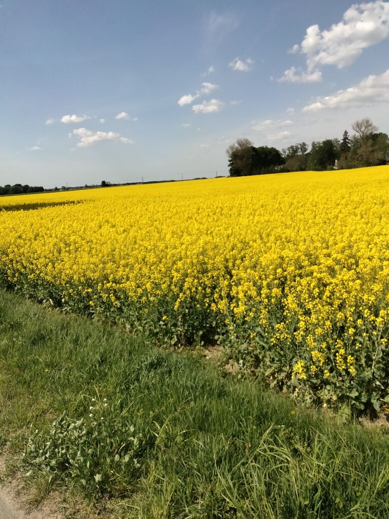 Miód wielokwiatowy sprzedaż hurtowa