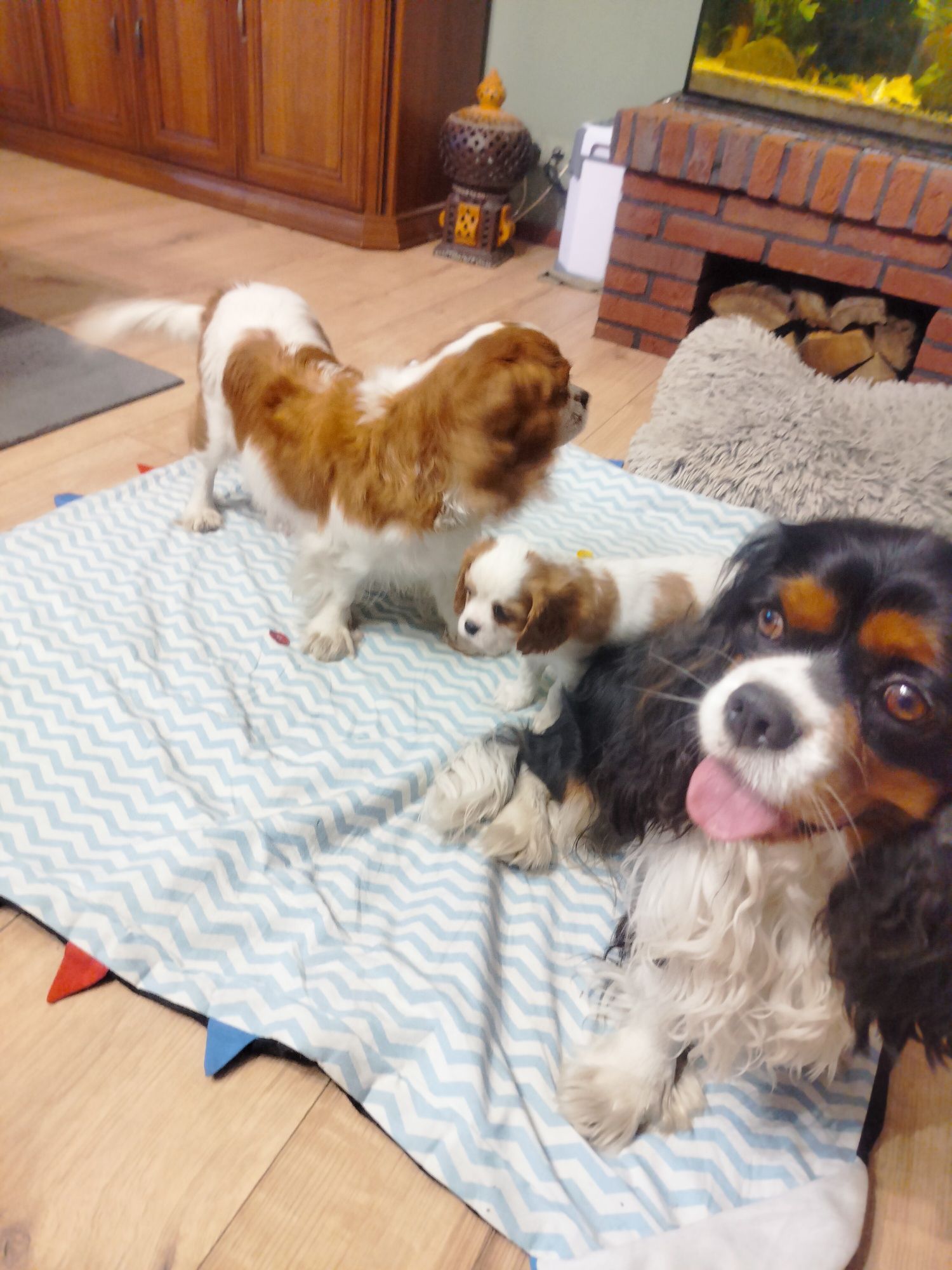 Cavalier King Charles Spaniel -  przepiękny piesek Eddie