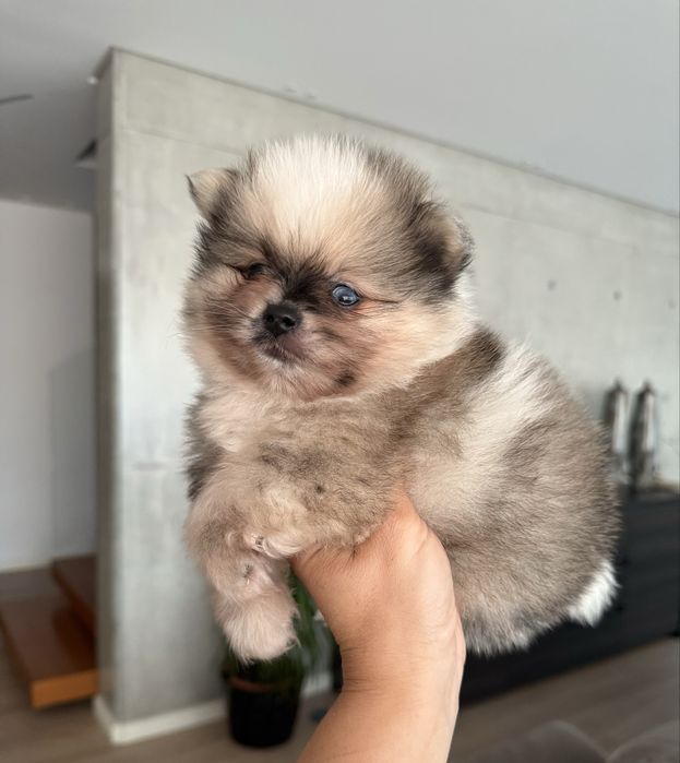 Exuberante Lulu da Pomerania / Spitz Alemão Anão