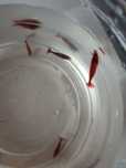 Krewetki Red Cherry