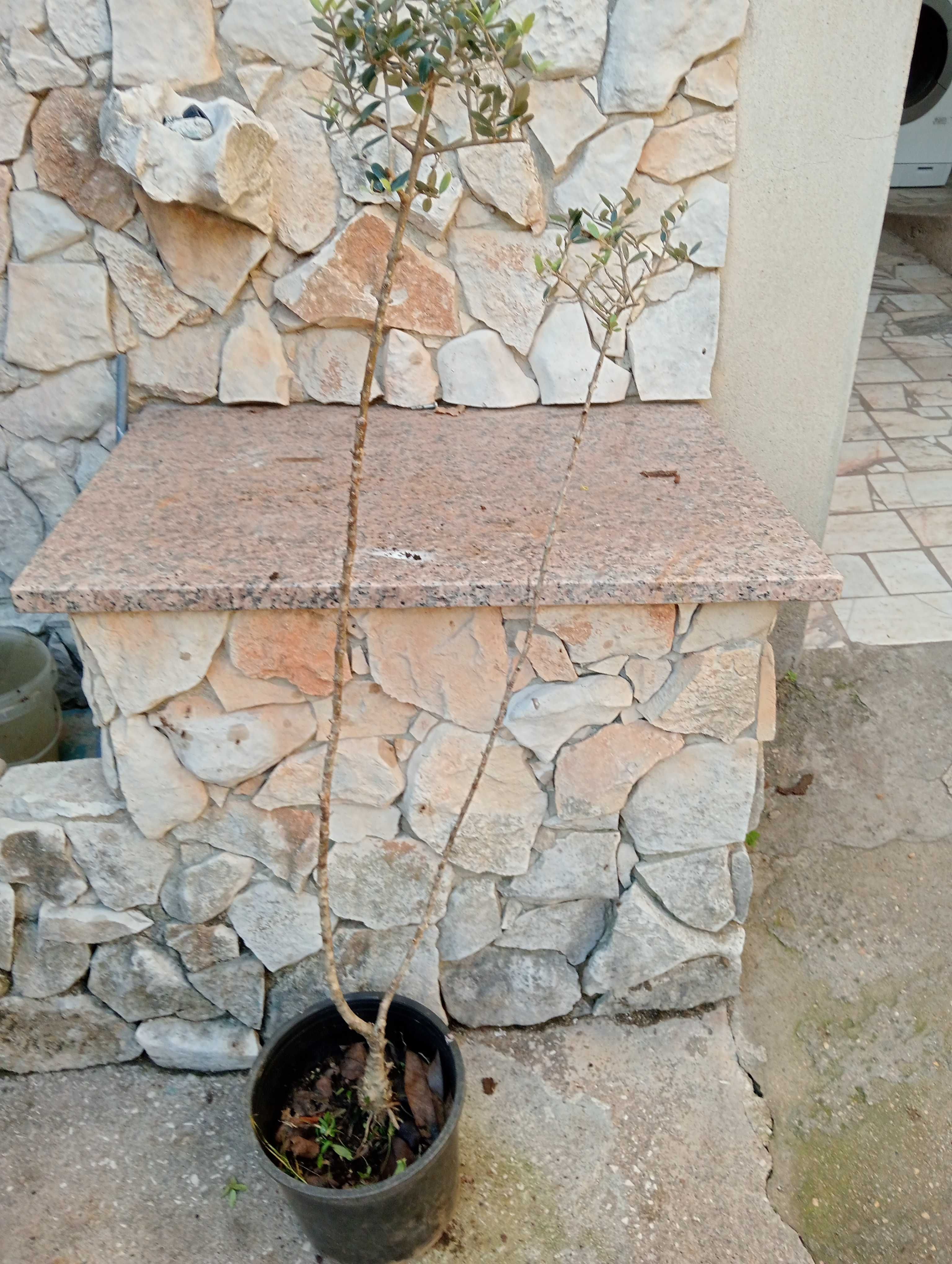 Oliveiras de jardim