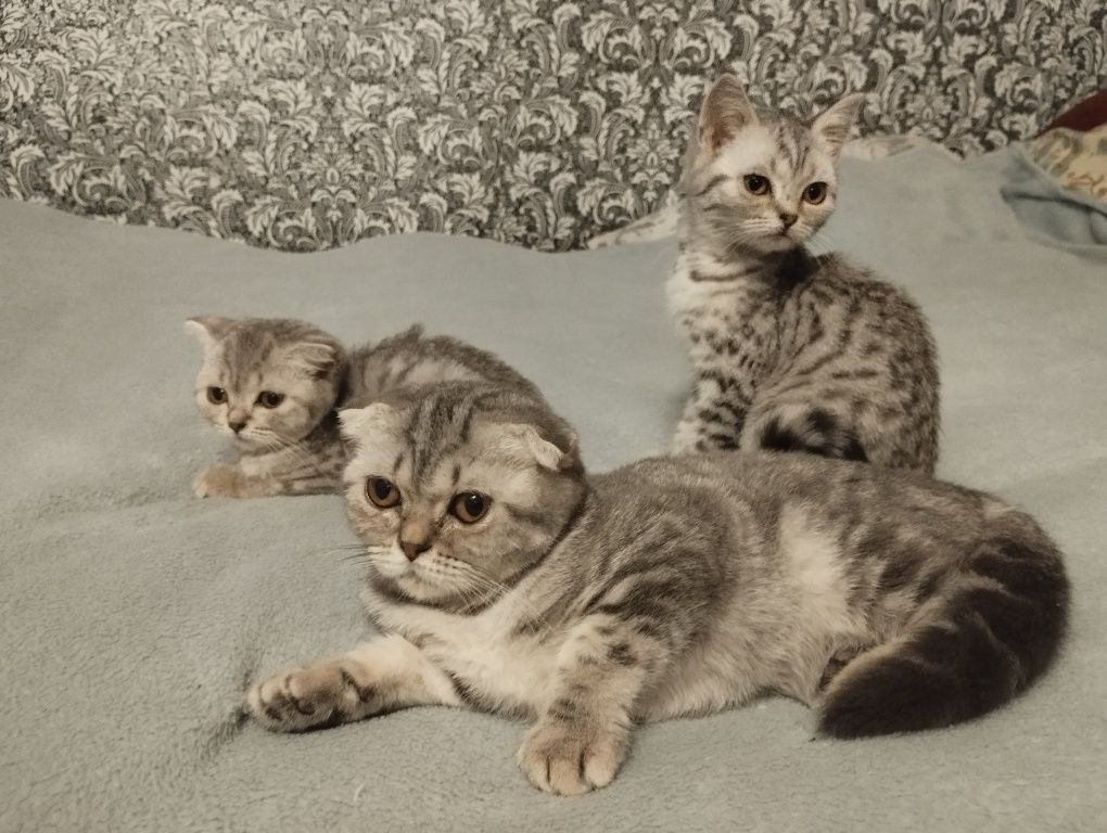 Шотландські кошенята
