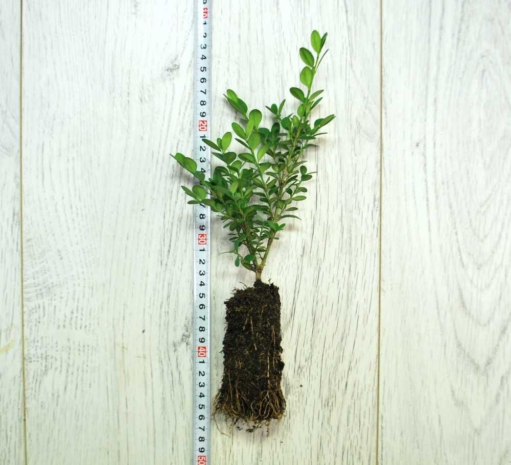 Bukszpan 'Green Mound' Buxus 058