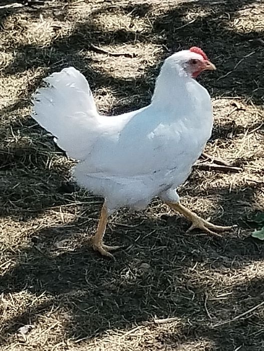 Sprzedam koguty mix lenghord rosa i lenghord jersey giant