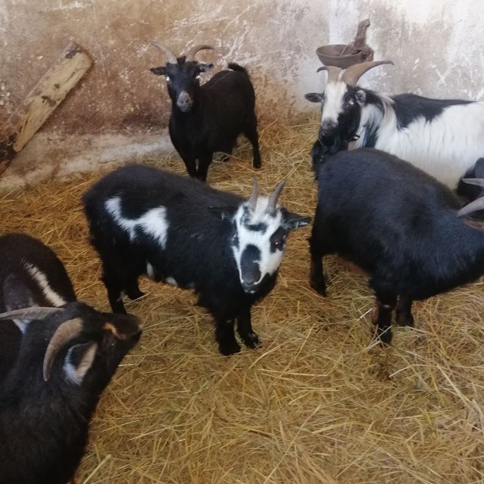 Kózki miniaturki dla dzieci do ogrodów., do skubania trawy.