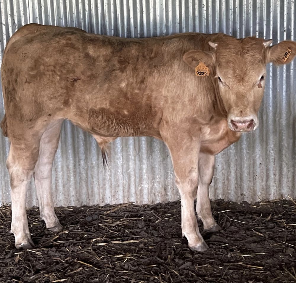 Bezerro cx de limosine x charoles 7 meses
