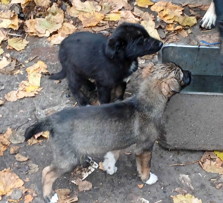 щенки в хорошие руки