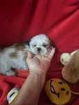 Shih-tzu Macho Criadora Registada PT 3088 FL