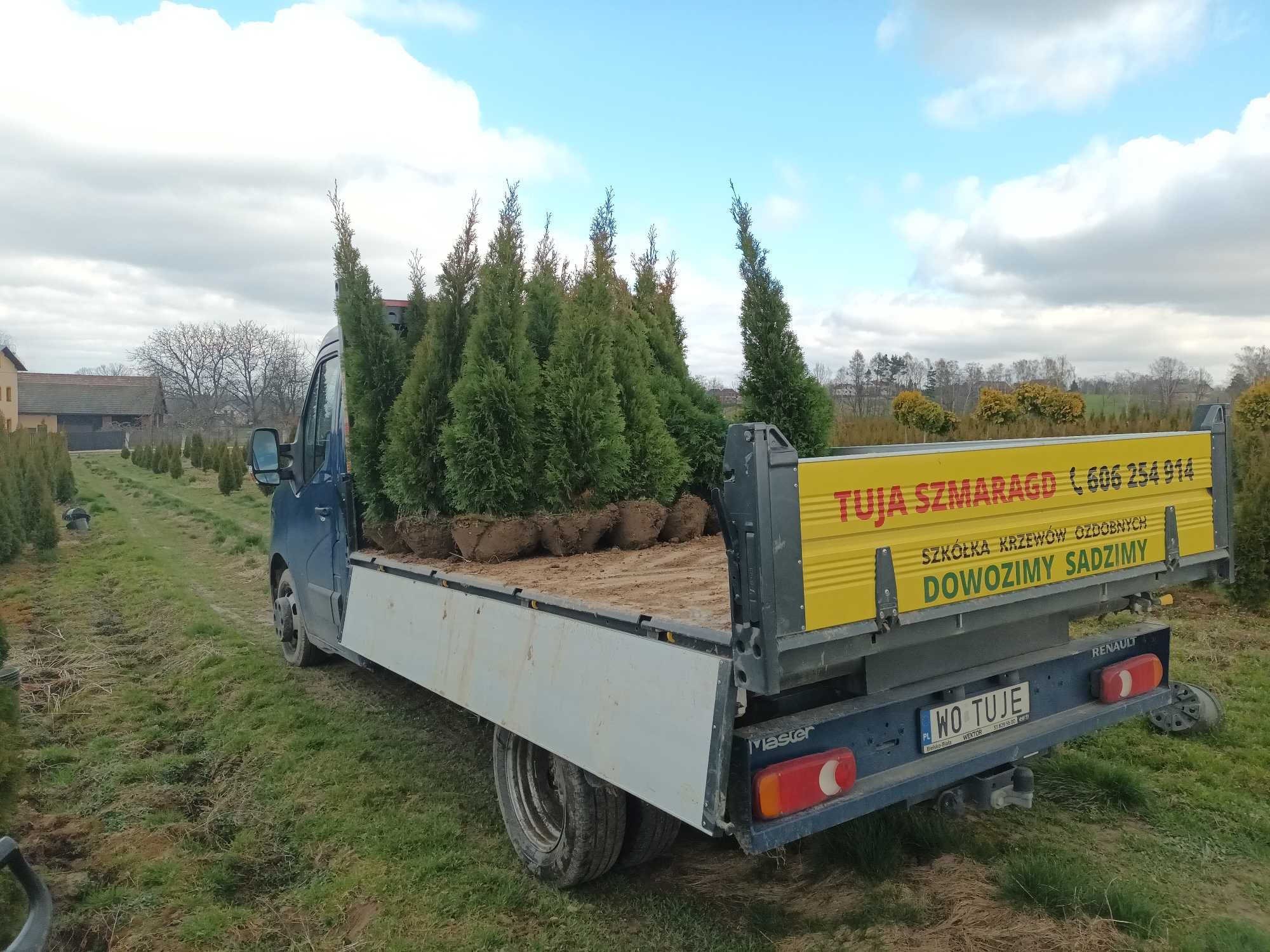 tuja szmaragd thuja smaragd UWAGA 1,5-1,7m-30zł slask dowozimy sadzimy