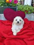 Maltipoo kawowy piesek