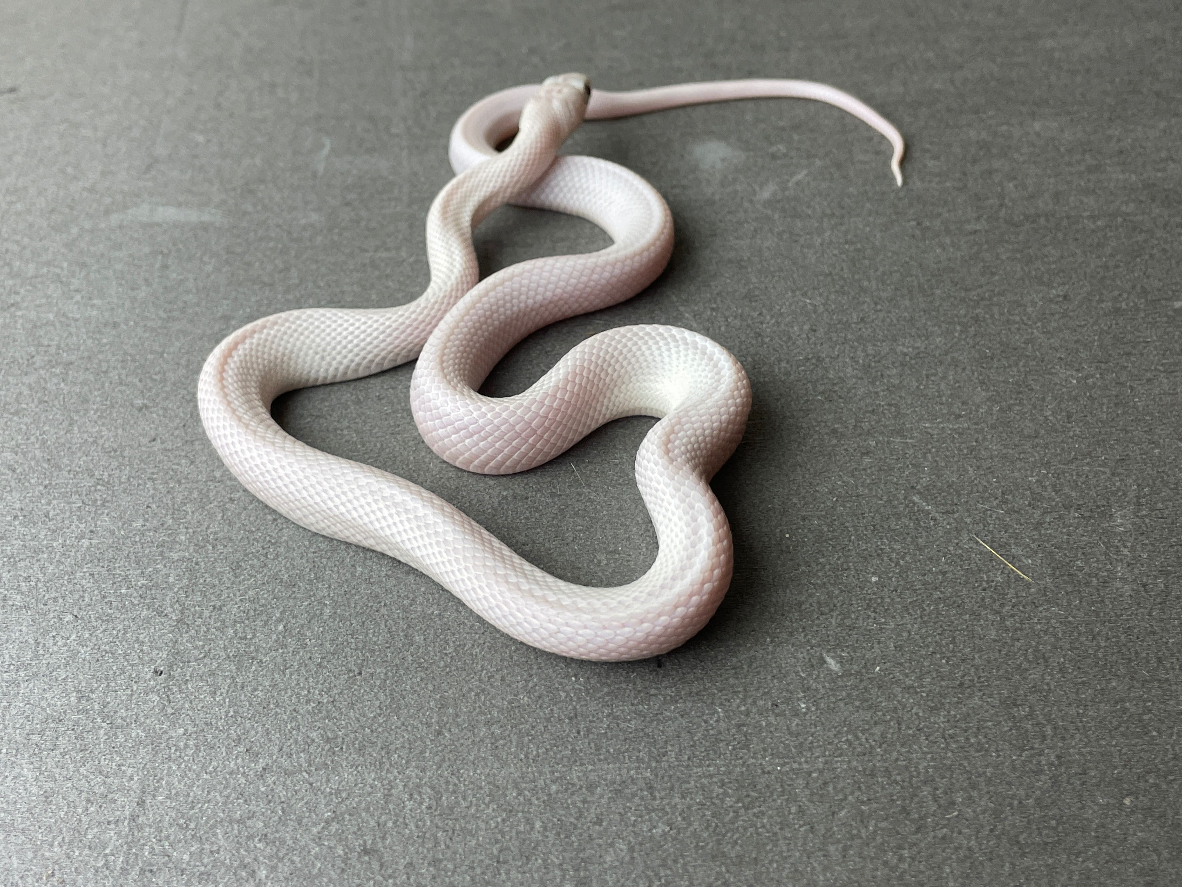 Техаський полоз (лат.Elaphe obsoleta lindheimeri) - Leucistic