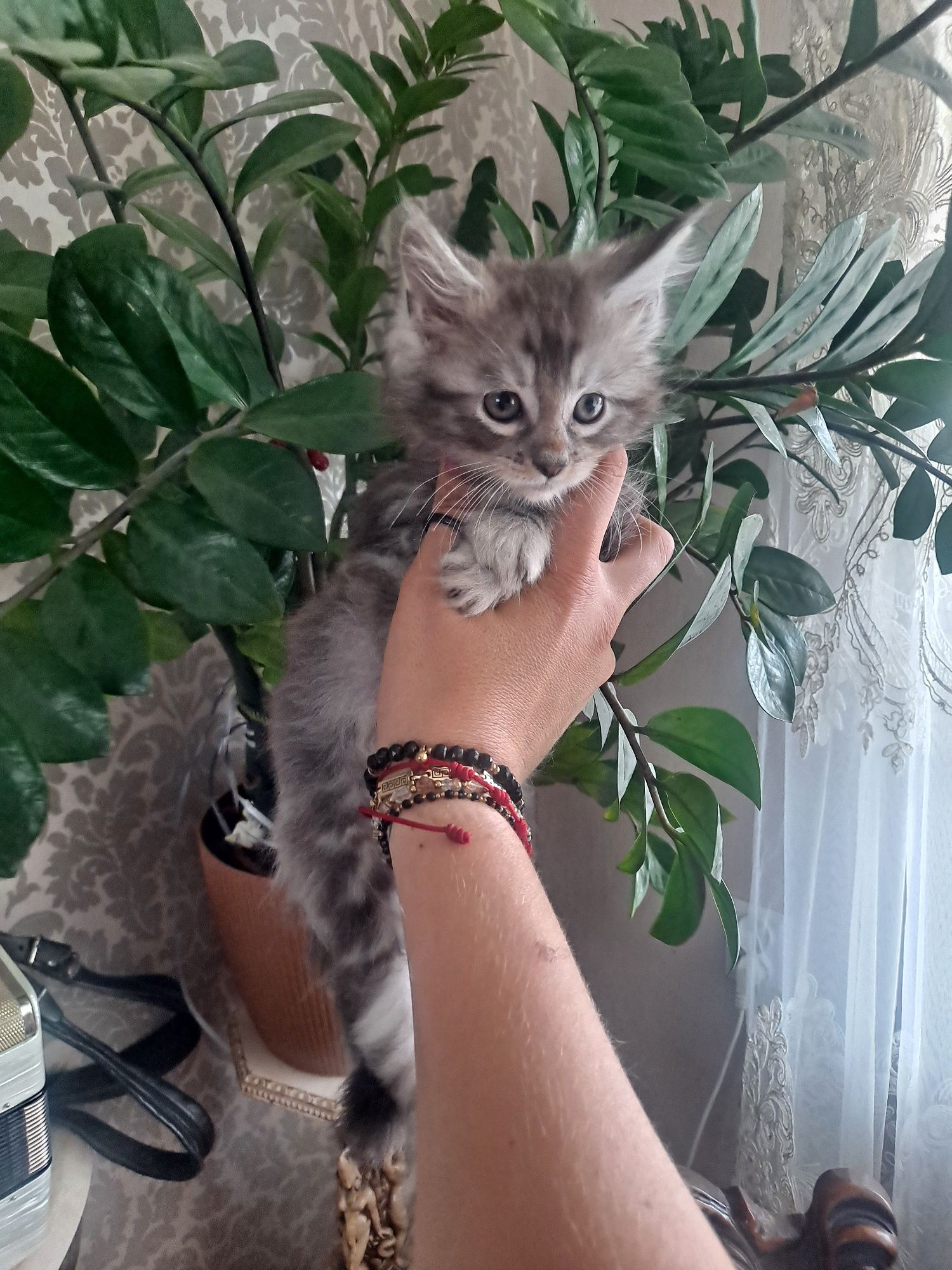 Kocurek maine coon