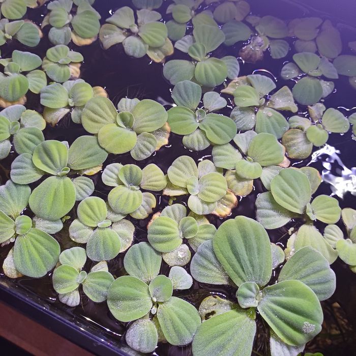 Pistia 10szt. Za 10zł.