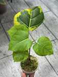 Фикус Rumphii aureo variegata (lime)