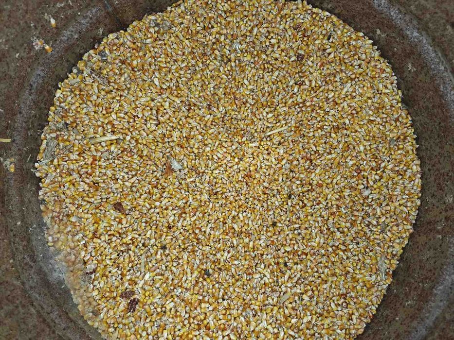 Насіння кукурудзи (кормове, врожай 2024 року)