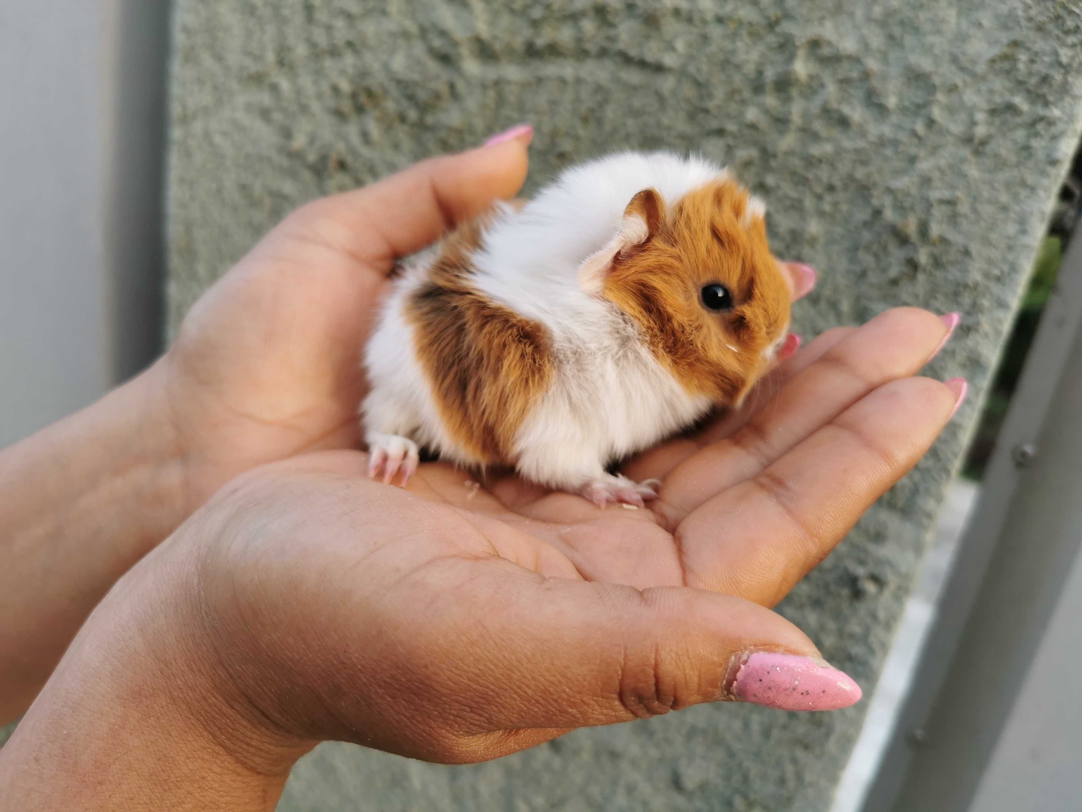 Coelhos anões mini + Gaiola Nova +alimentação adequada