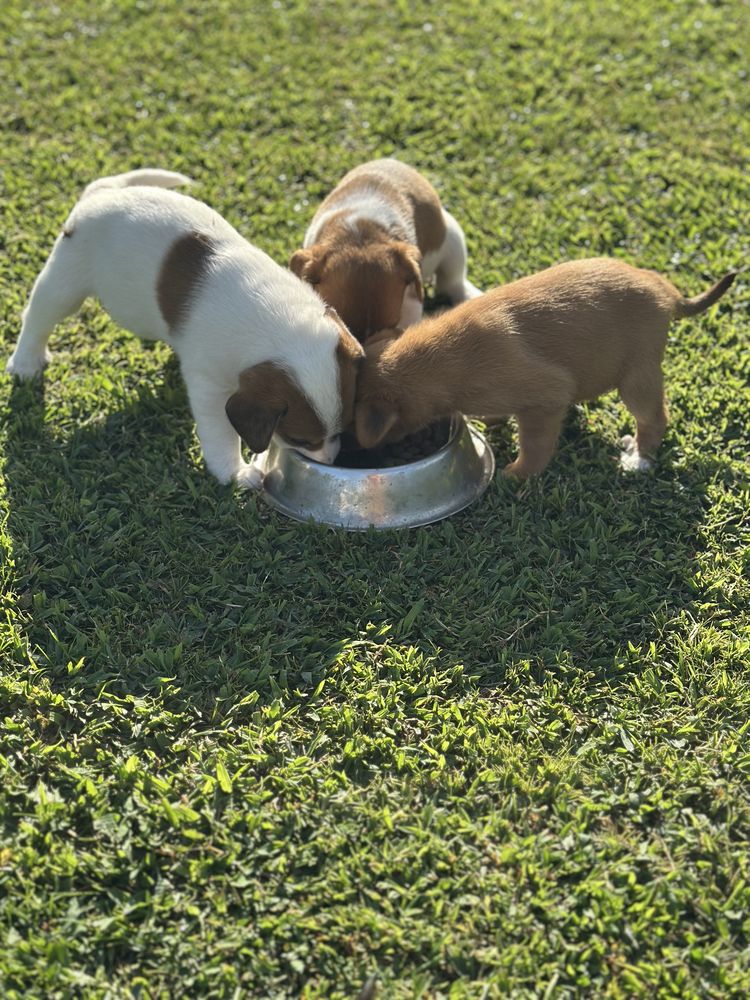 Cachorros para Adoção Responsável