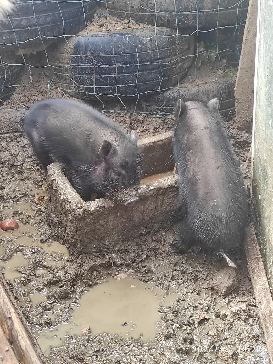 Porco vietnamita 2 machos 1 fêmea