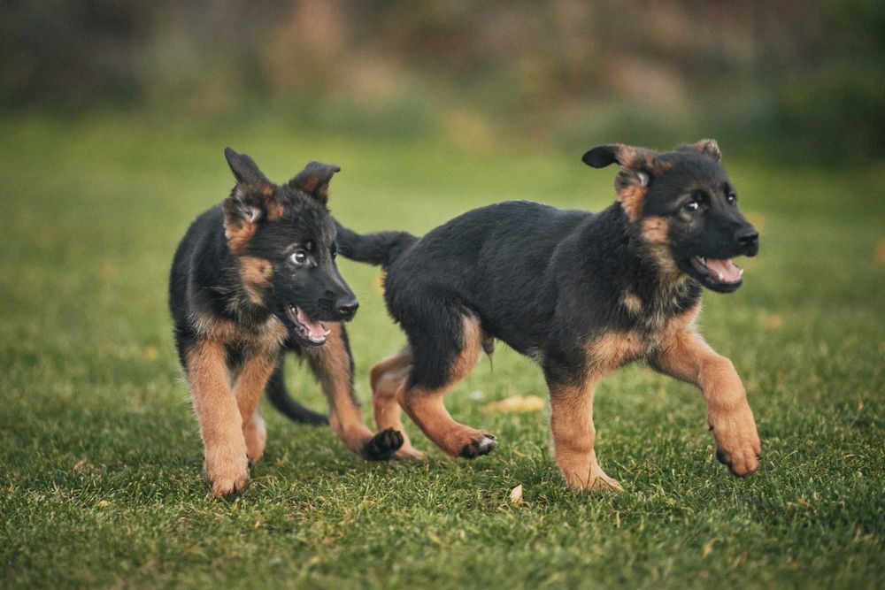 Owczarki niemieckie krótkowłose Owczarek niemiecki krótkowłosy