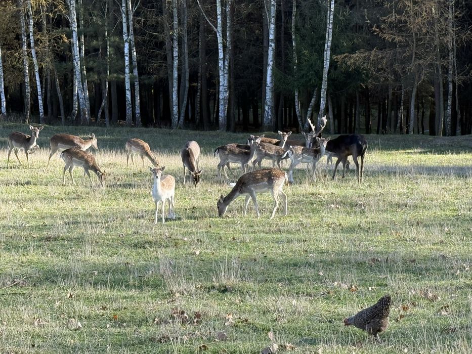 Daniele w różnym wieku