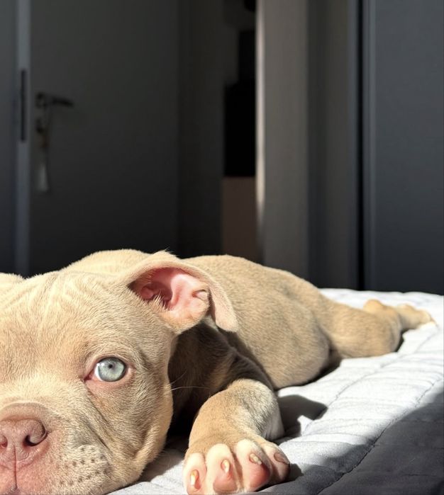 American Bully Pocket