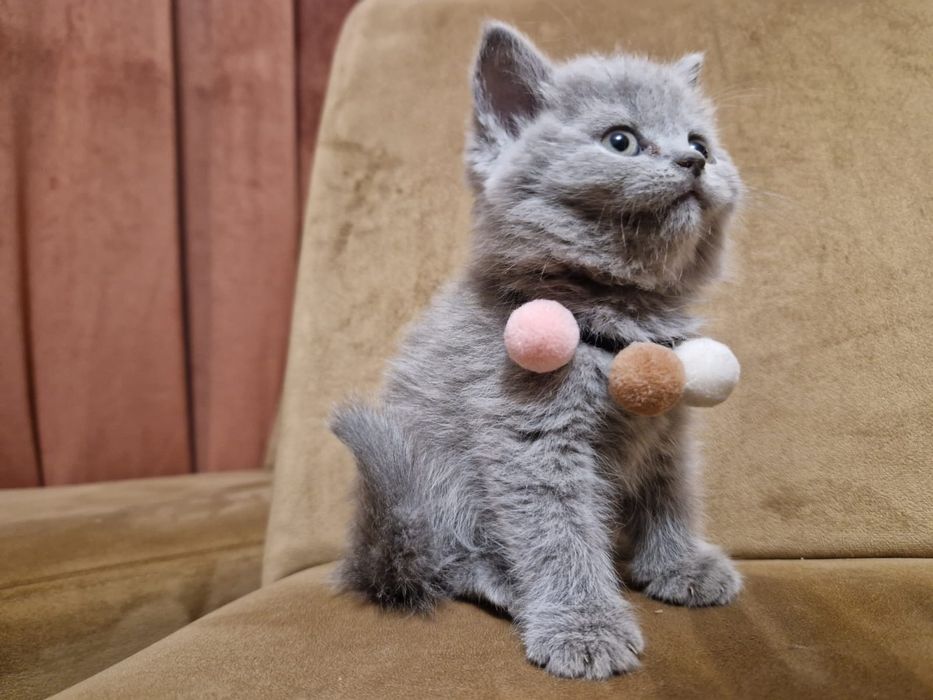 Kotek brytyjski krótkowłosy niebieski z rodowodem