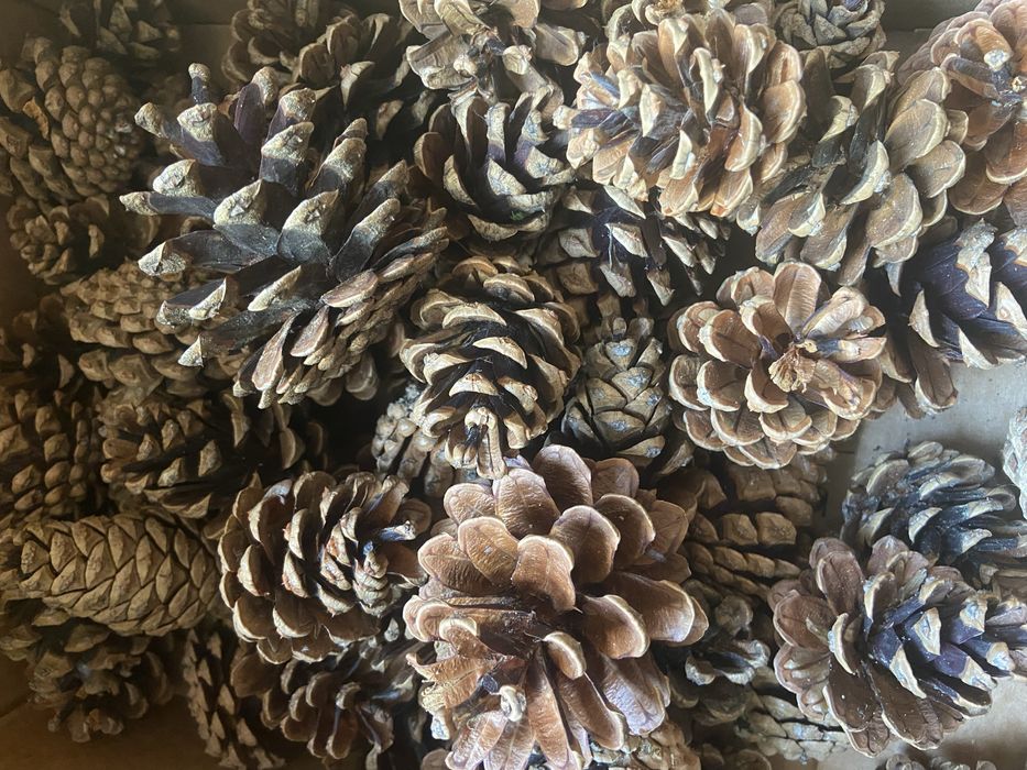 Велика шишка сосни для декору поробок прикрас