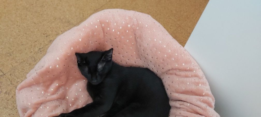 Gatinho preto 4 meses para adoção