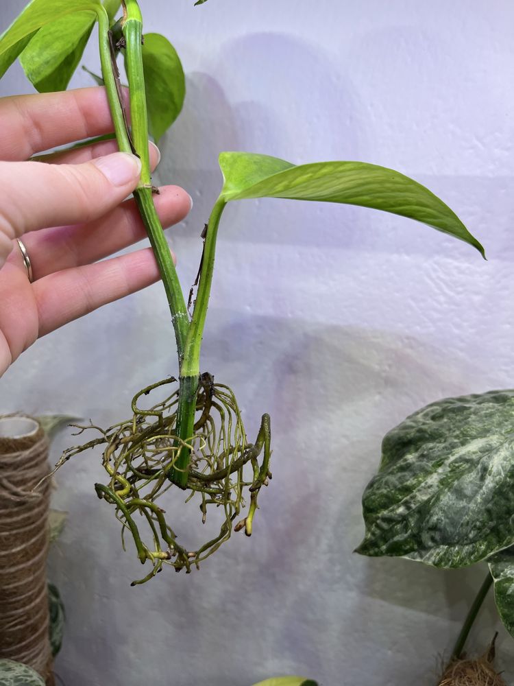 Epipremnum carnival ukorzenione
