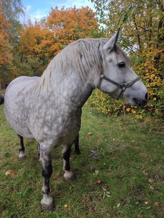 Sprzedam klacz szpaczkę