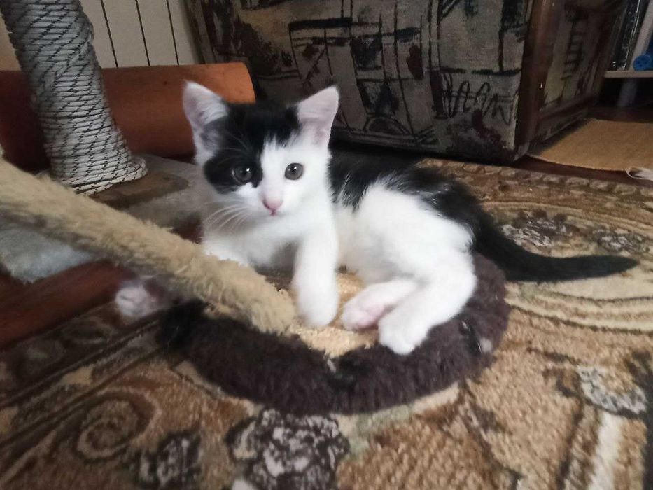 Котята ищут дом, мальчик и девочка (2 месяца)