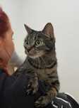 Lena - niezwykle przyjazna i łagodna kotka do adopcji!
