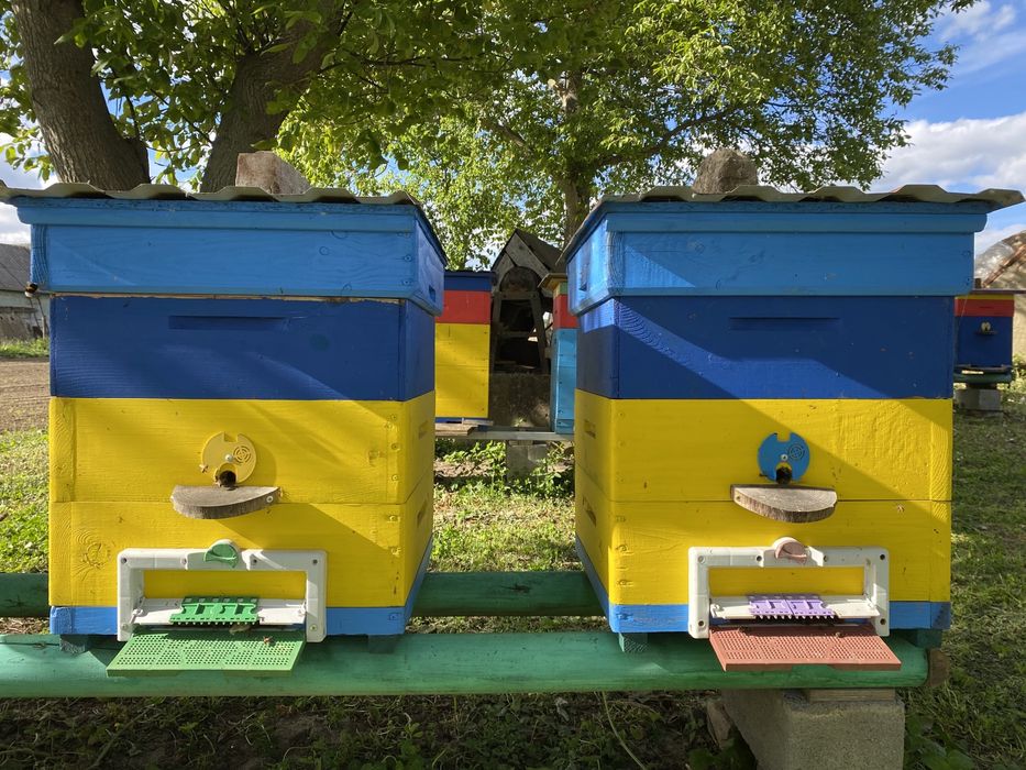Терміново продам пасіку