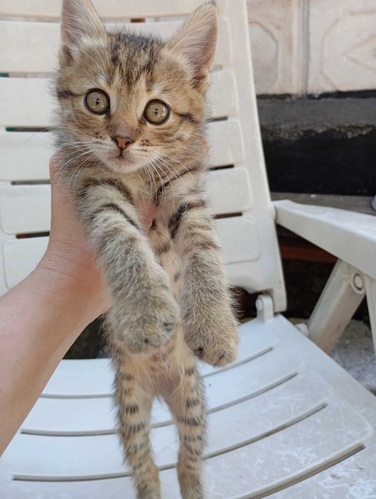 Кошеня в добрі руки