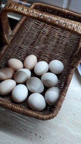 Miód oraz ekologiczne wiejskie jajka kurze i kacze.