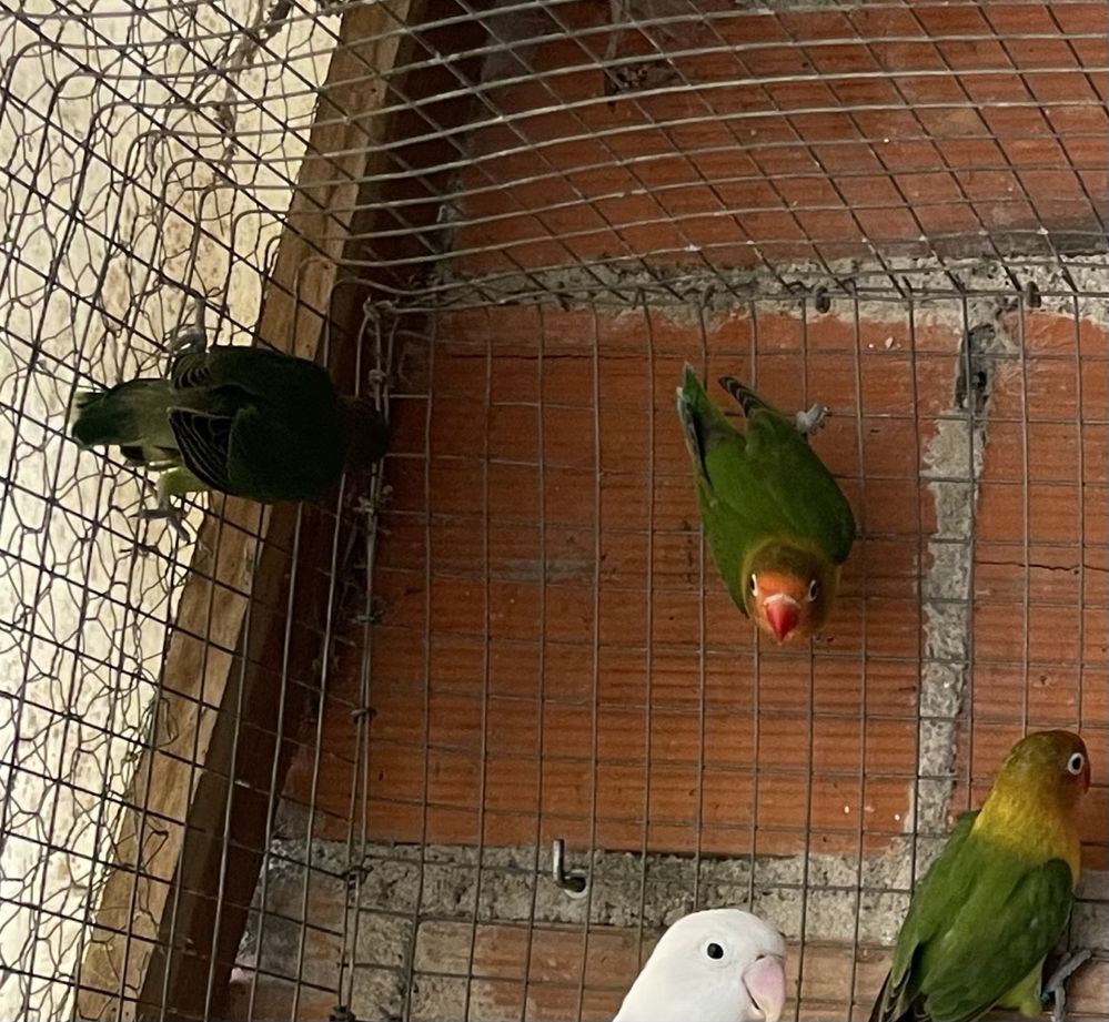 Aves para cedencia