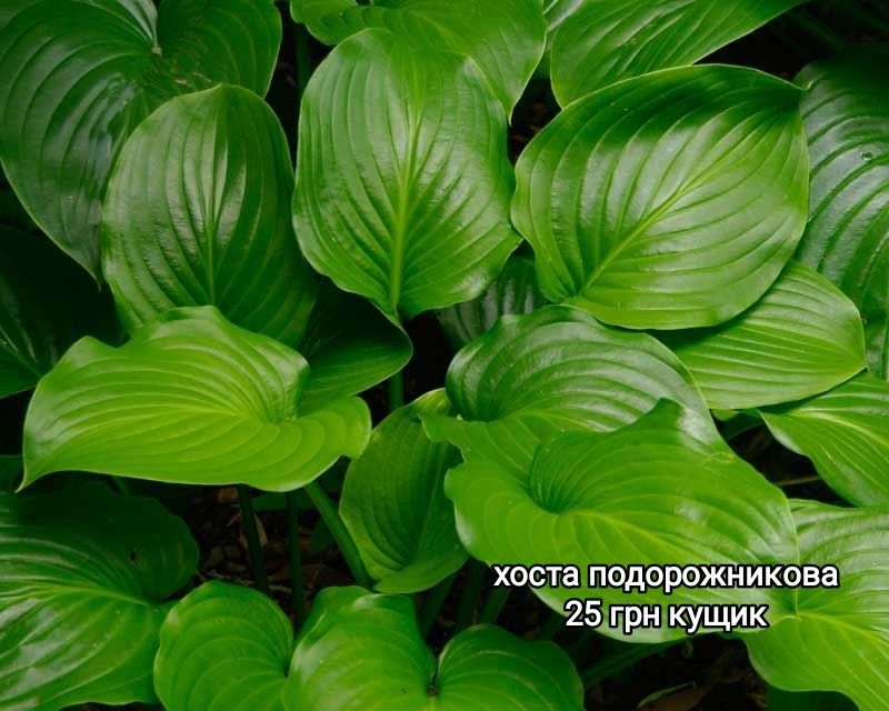 Продам багаторічні квіти для тінистих місць