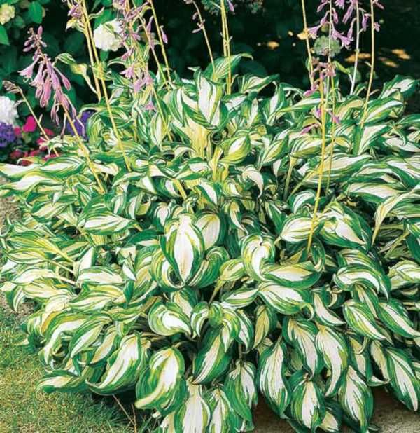 FUNKIA MEDIOVARIEGATA Hosta - sadzonki w doniczkach