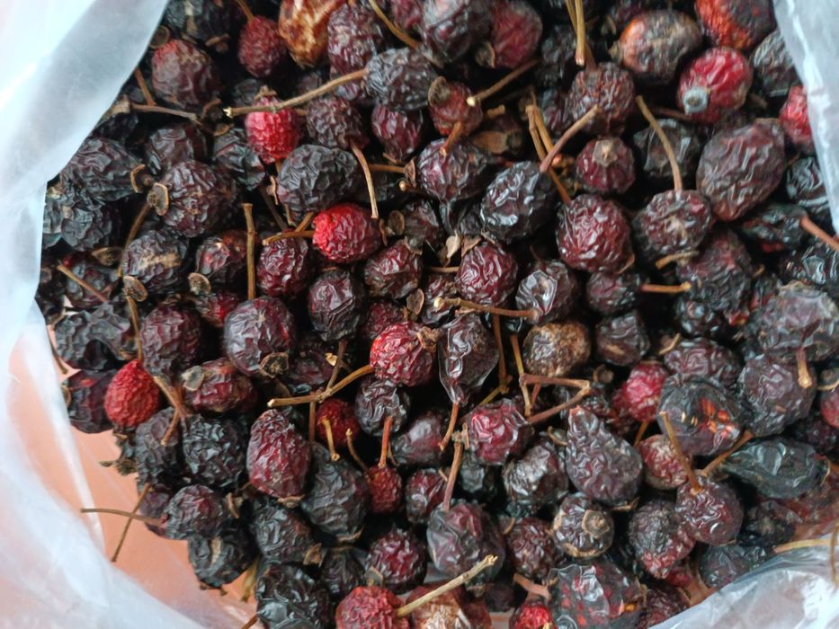 Шипшина шиповник плоди сухі врожай осінь 2025 року