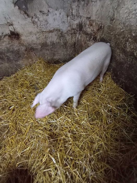 Świnka waga ok 110 kg