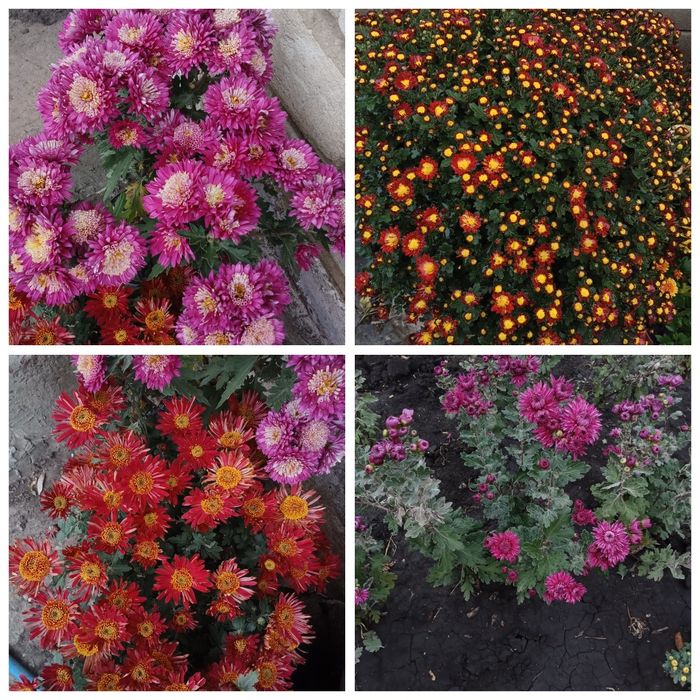 Хризантема мультифлора корейка Харків