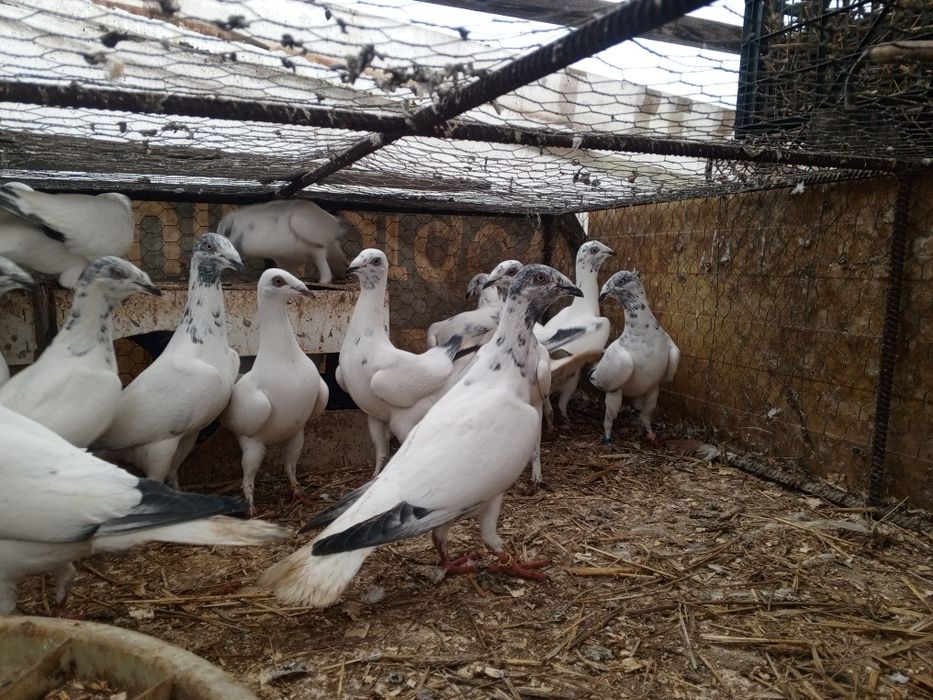 Łódzki pstry Łódzkie Ptaki gołębie ozdobne