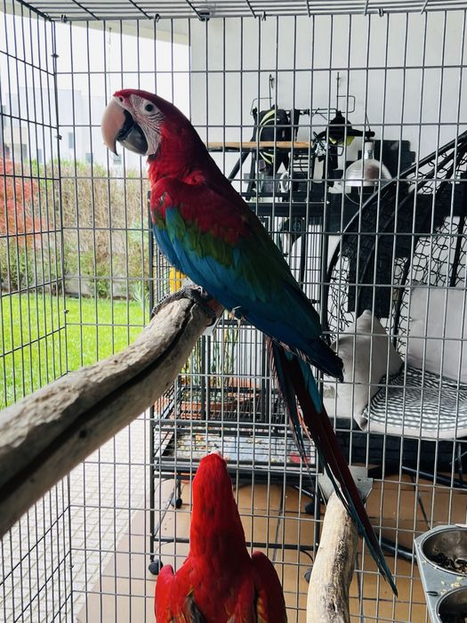 Araras Chloroptera e Macau