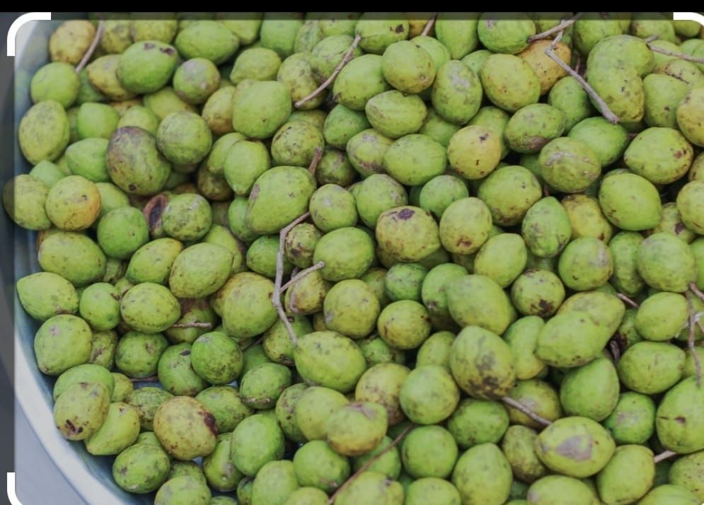 Noz da índia emagrecedor 100% natural perca até 4 kilos por mês.