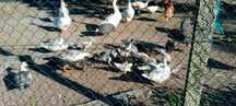Troco  patos mudos