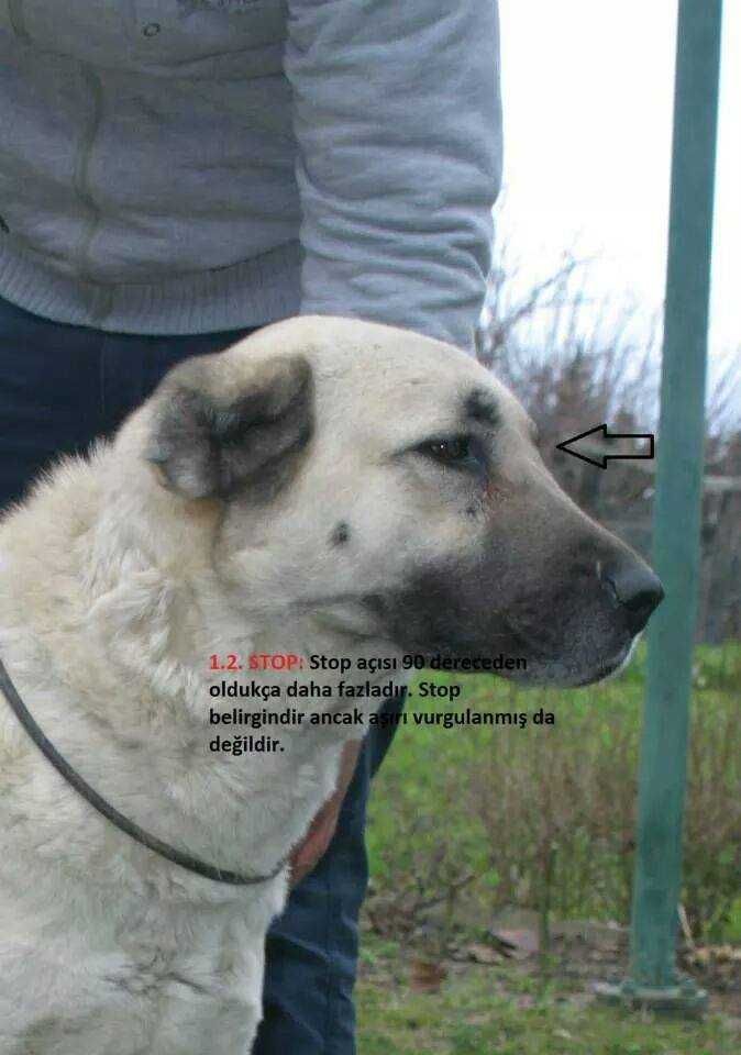 Kangal Turecki Pies Pasterski import Turcja