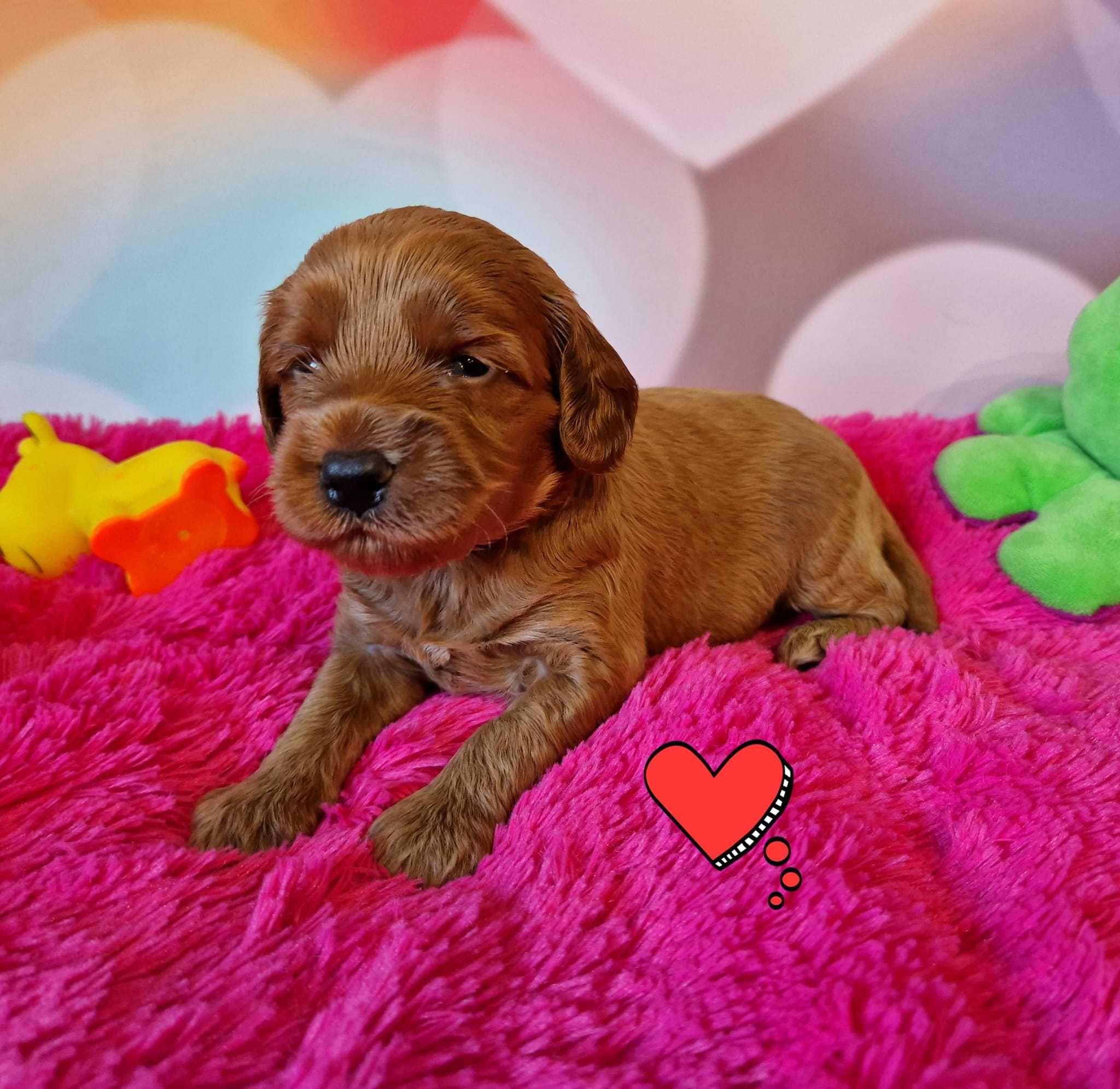 Cockapoo F1B ciemny red